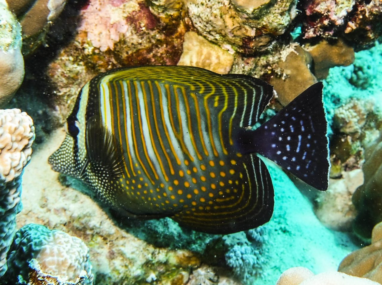 Hybrid Yellow-Purple Tang