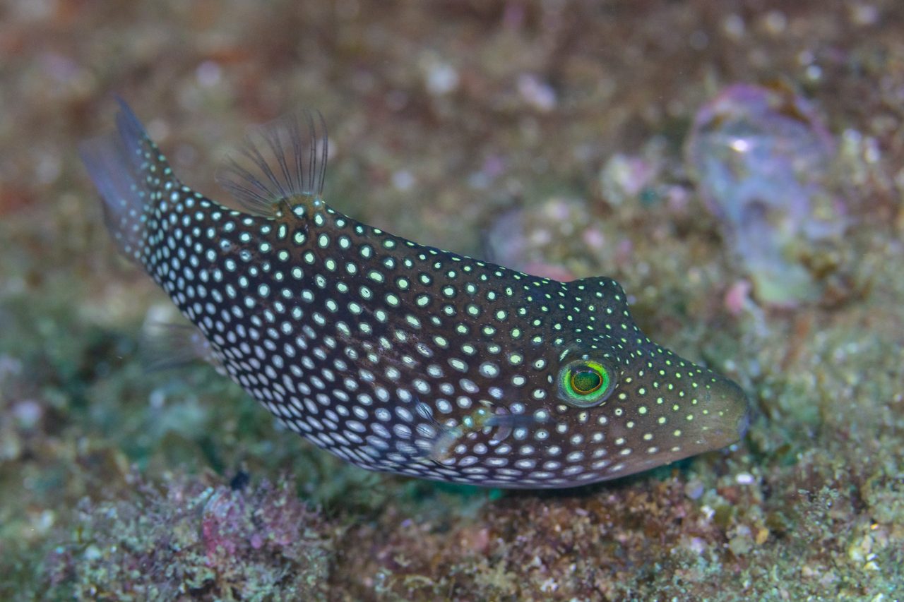 Central American Sharpnose Puffer