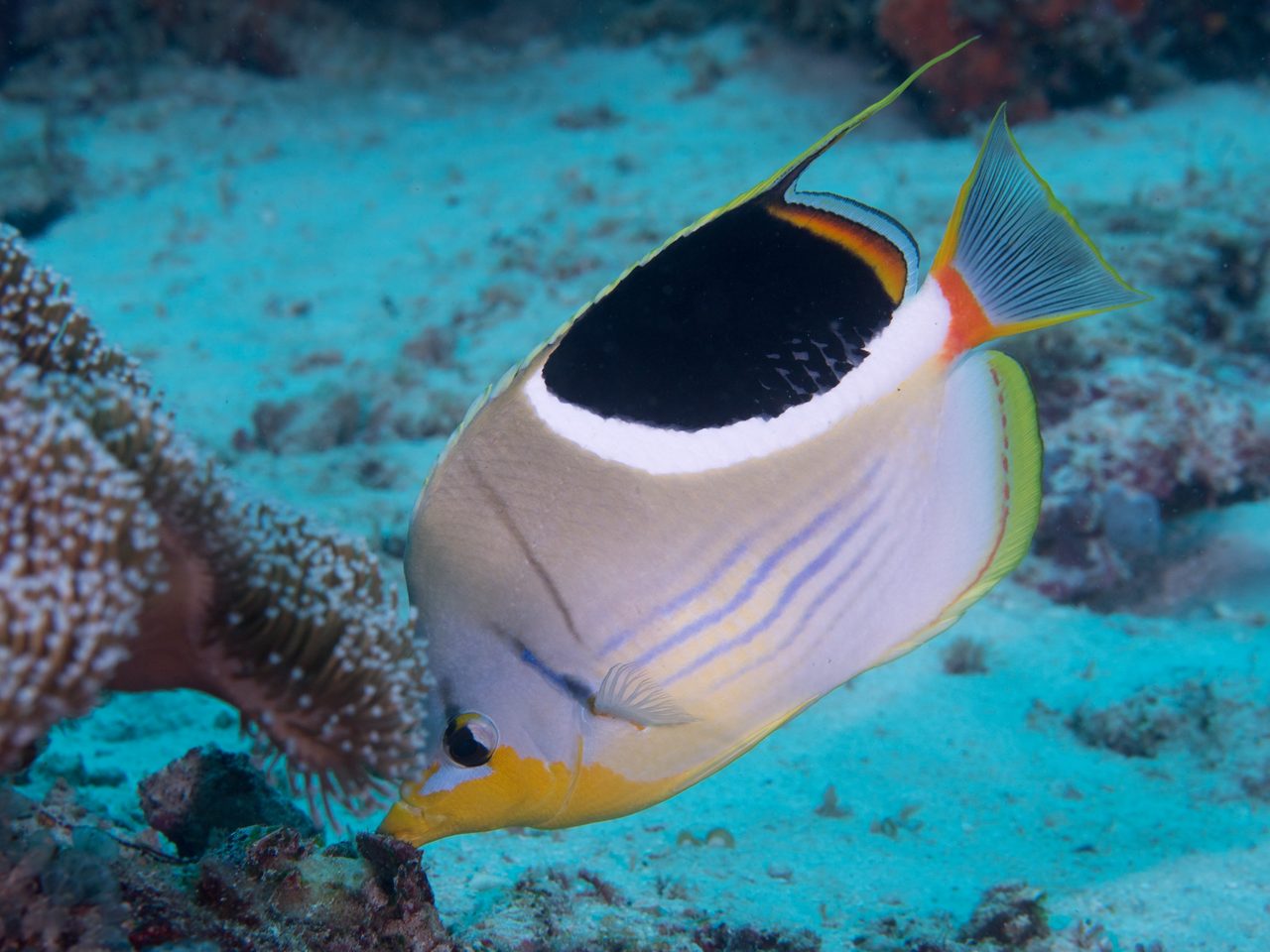 Saddled Butterflyfish