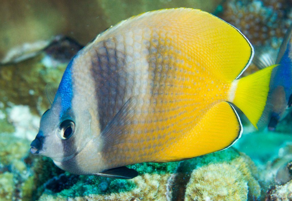 Spotted Butterflyfish