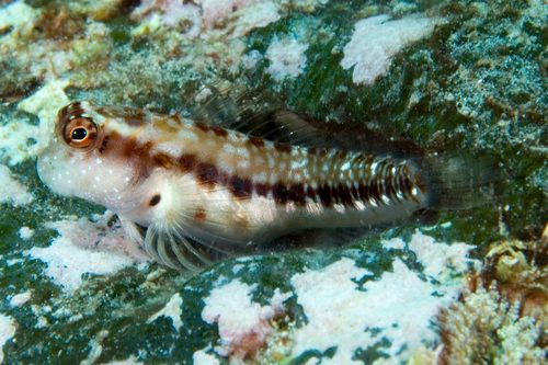 Talbot's Blenny