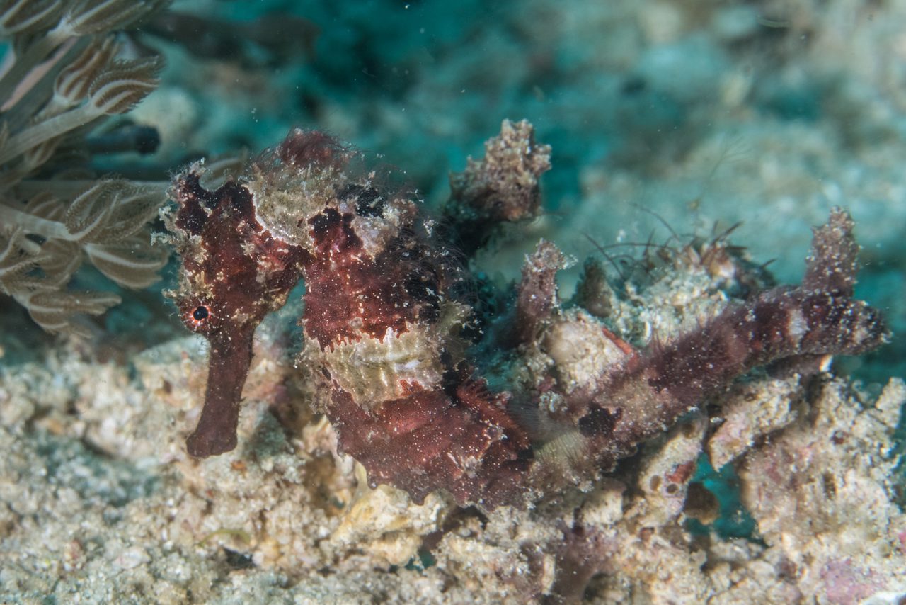 Half-Spined Seahorse, Captive-Bred