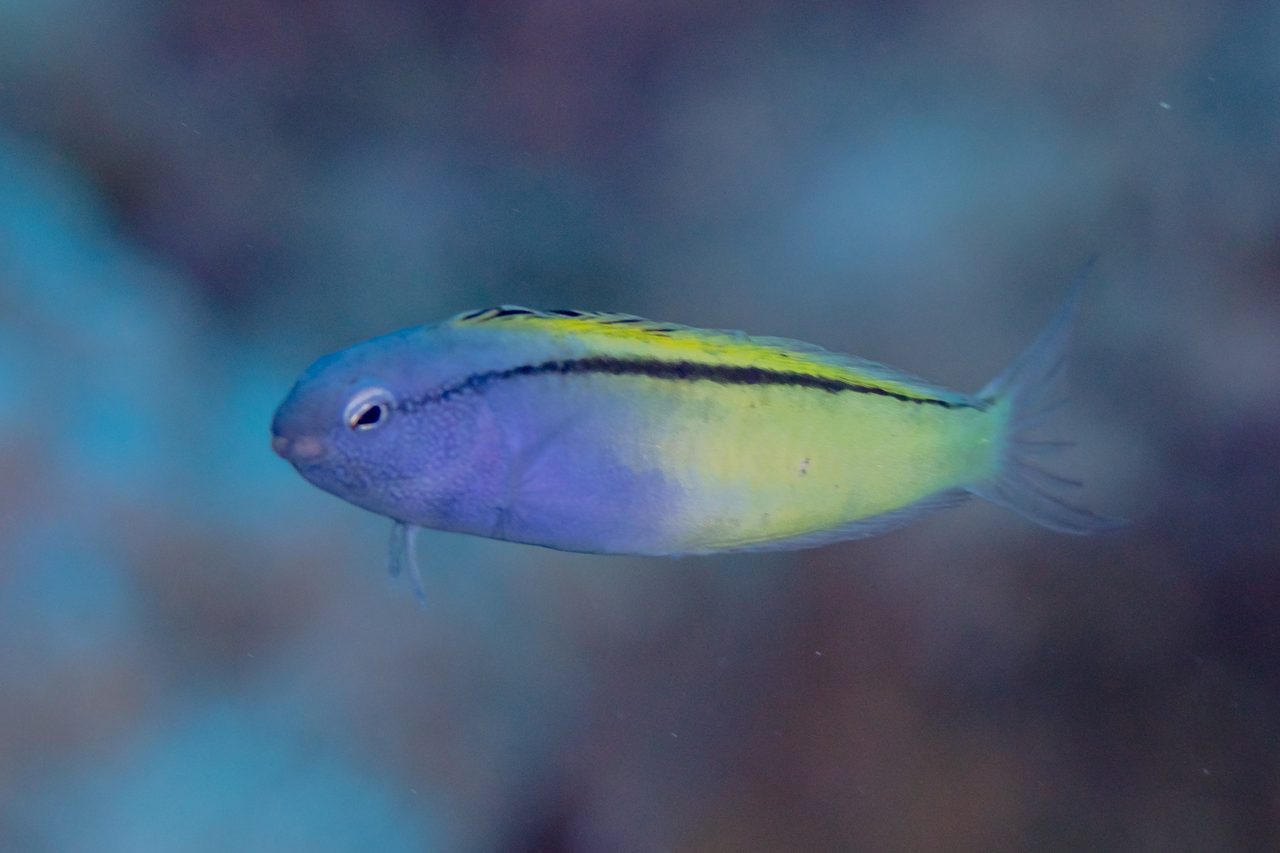 Blackline Fangblenny