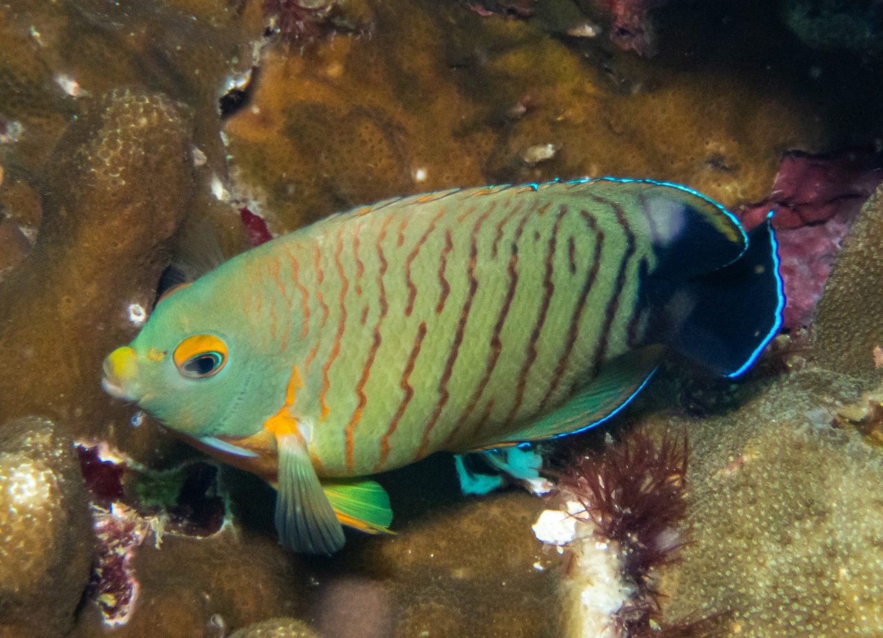 Eibl's Angelfish