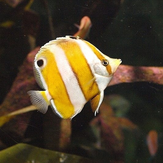 Modest Butterflyfish