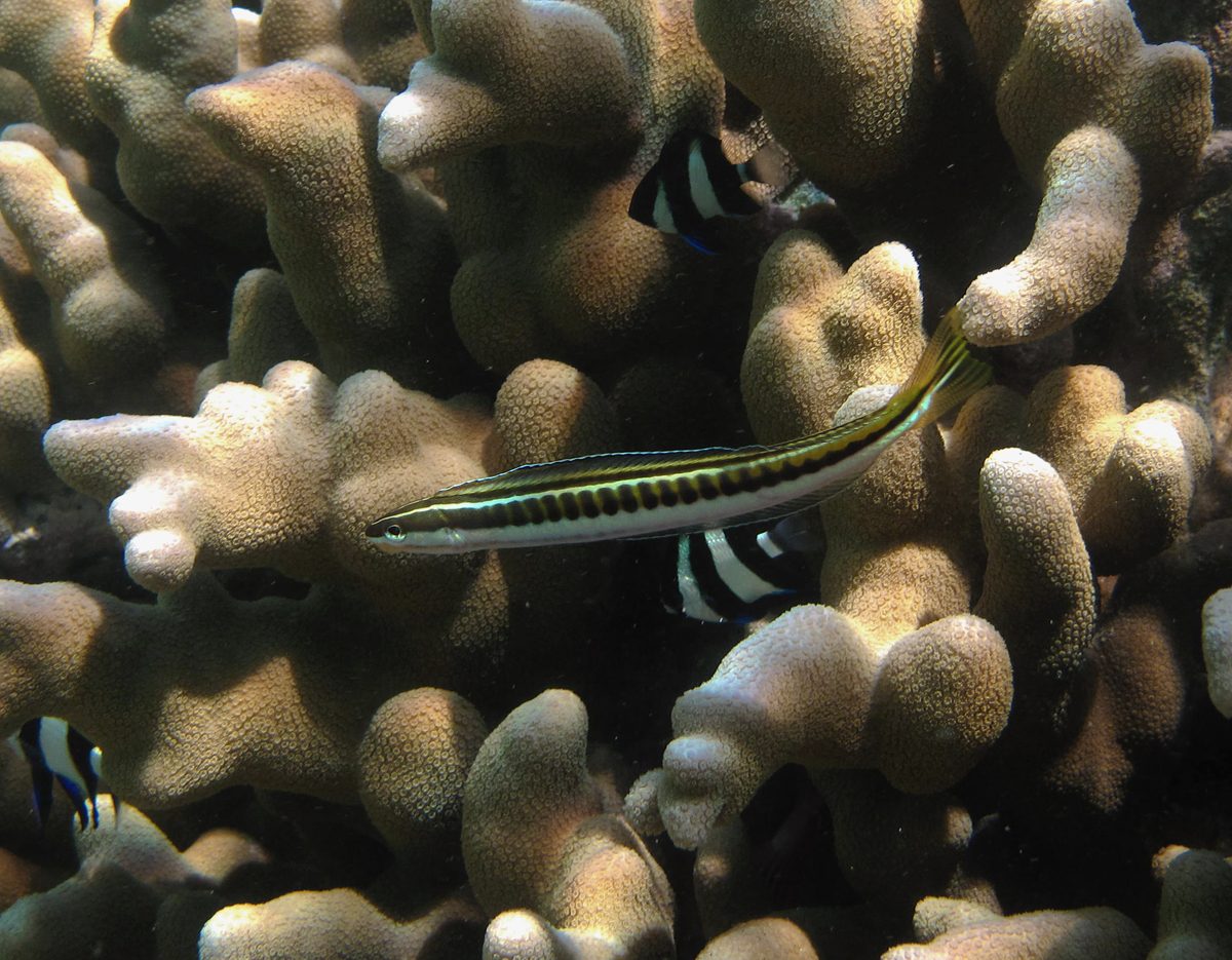Striped Fangblenny