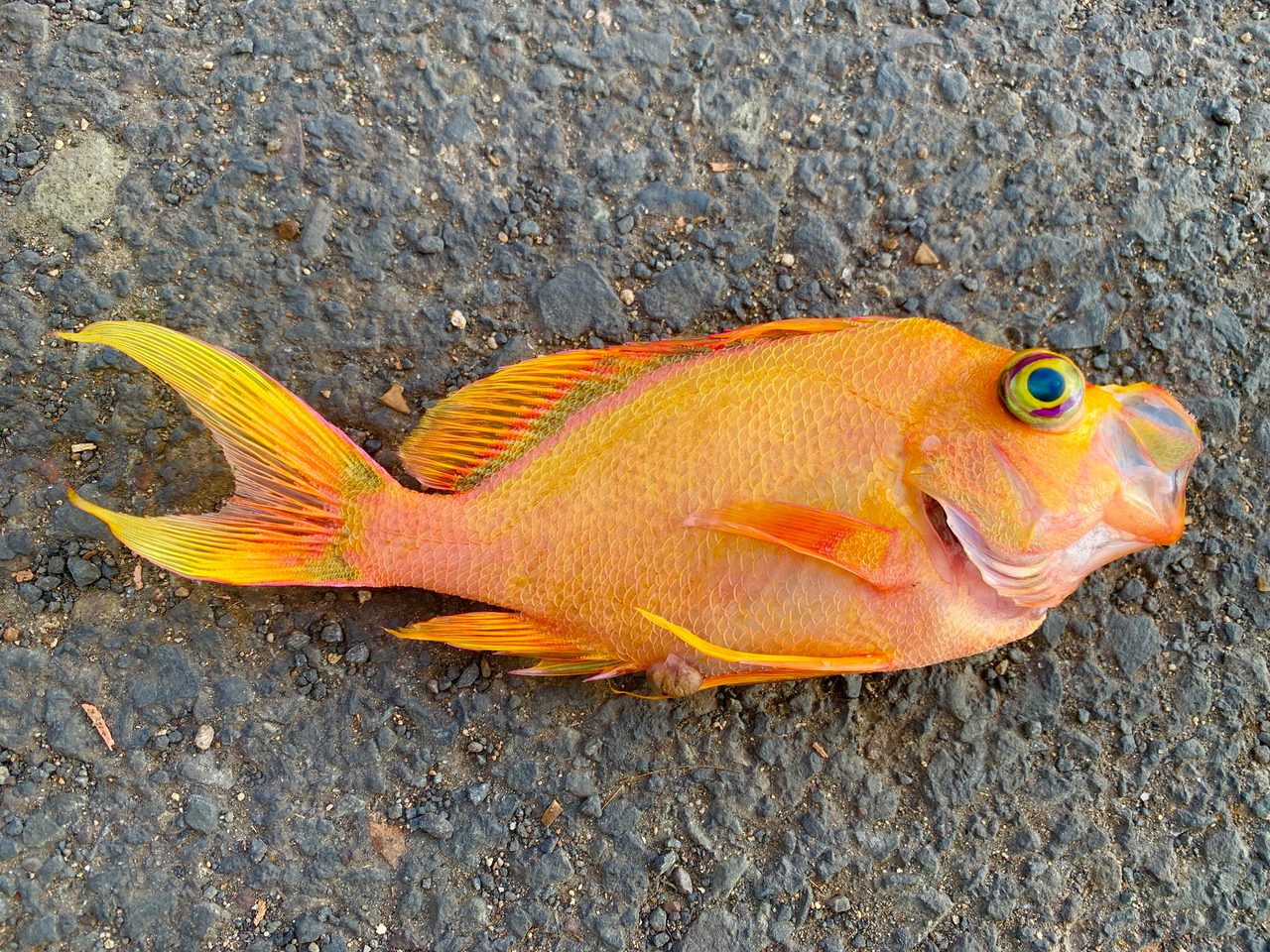 Deepwater Anthias