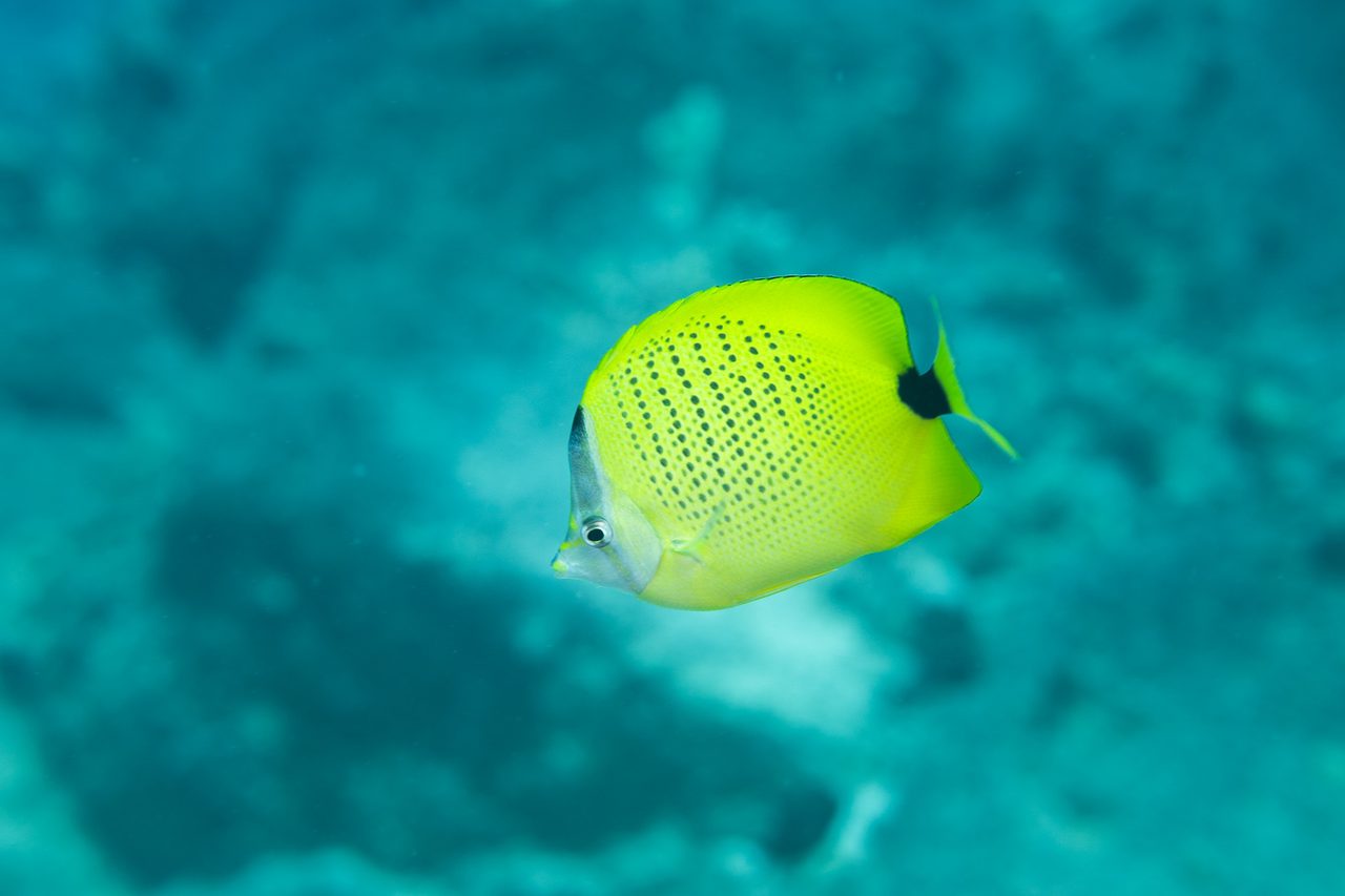 Milletseed Butterflyfish