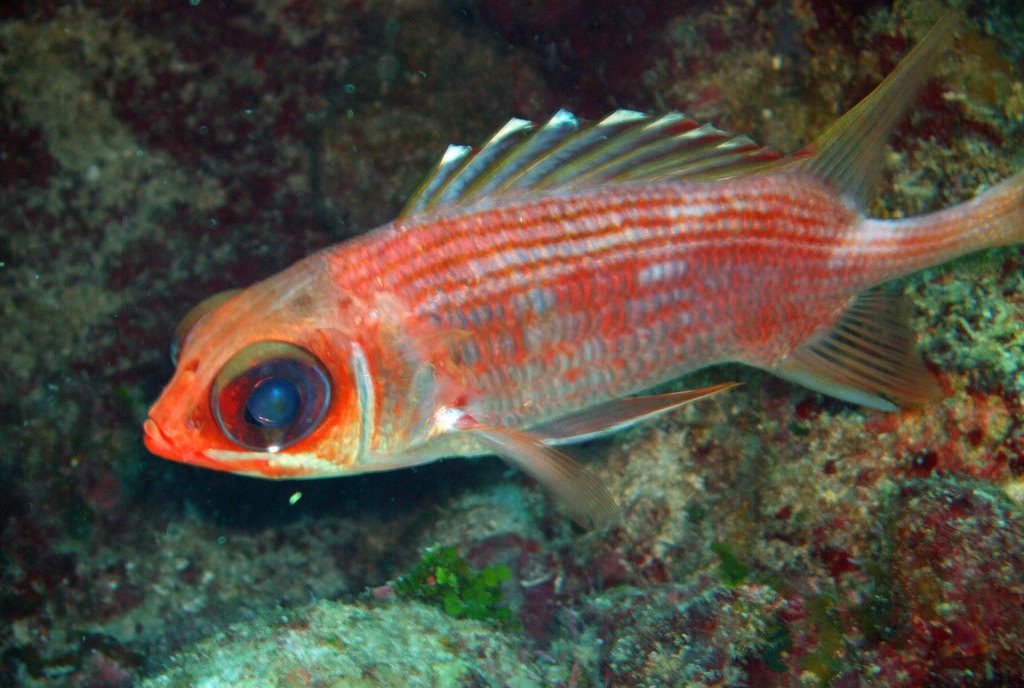 Dark-striped Squirrelfish