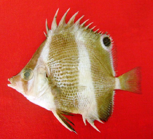Indian Butterflyfish