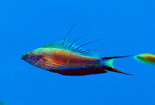 Bell's Flasher Wrasse