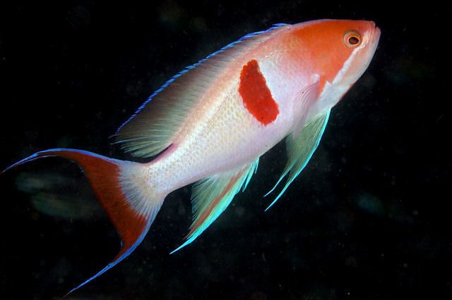 Japanese Anthias