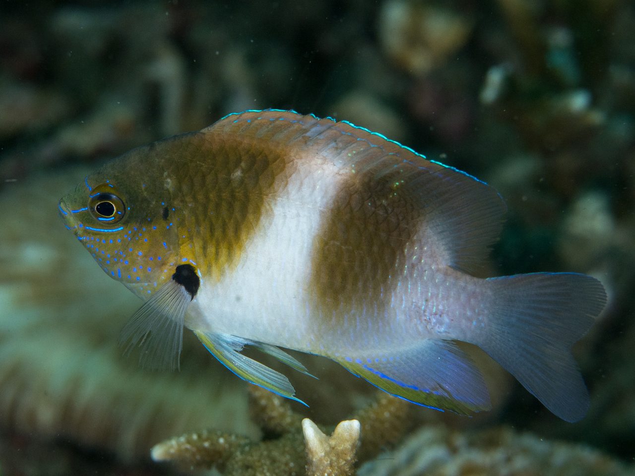Honey Head Damselfish