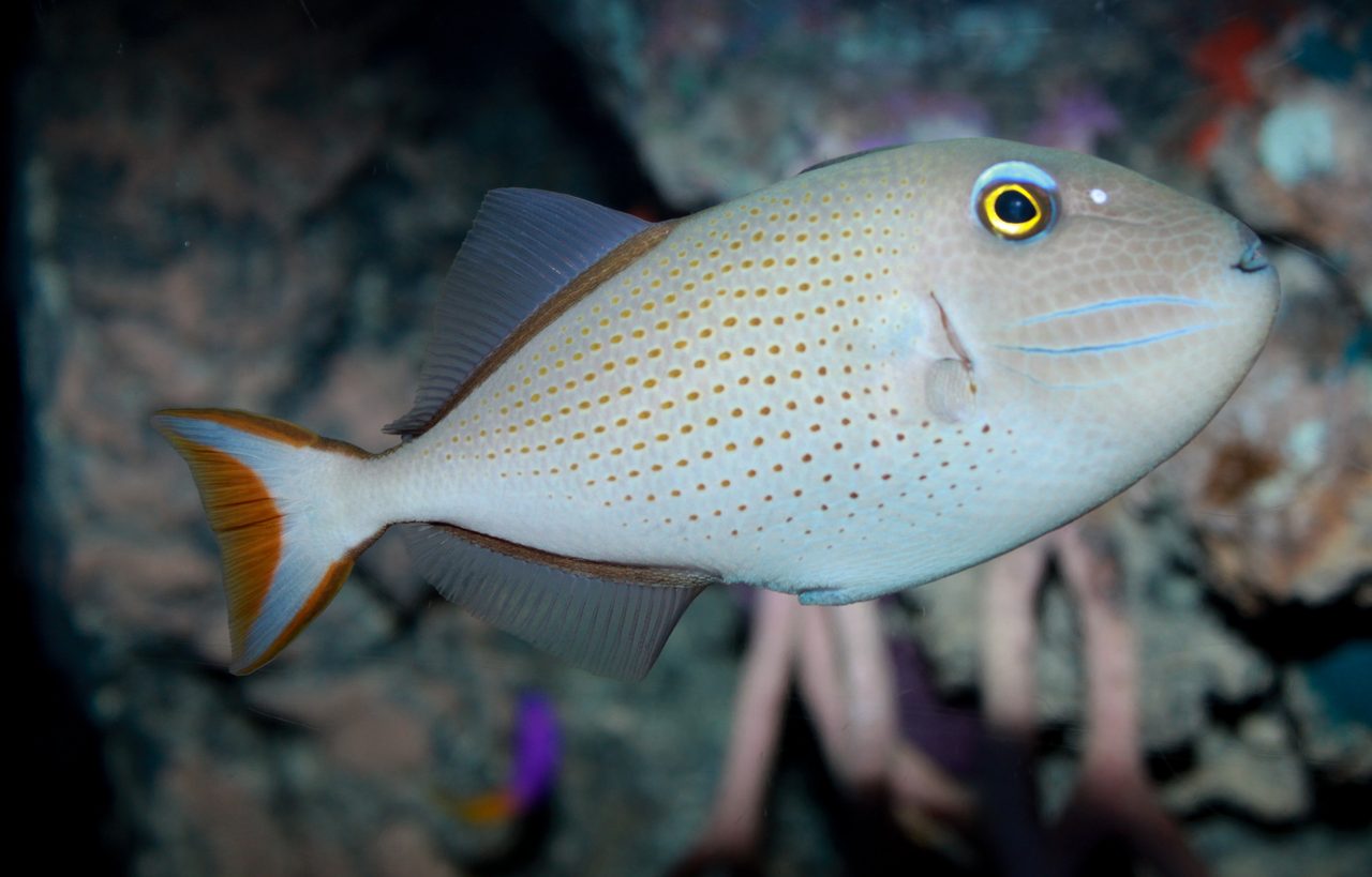 Sargassum Triggerfish