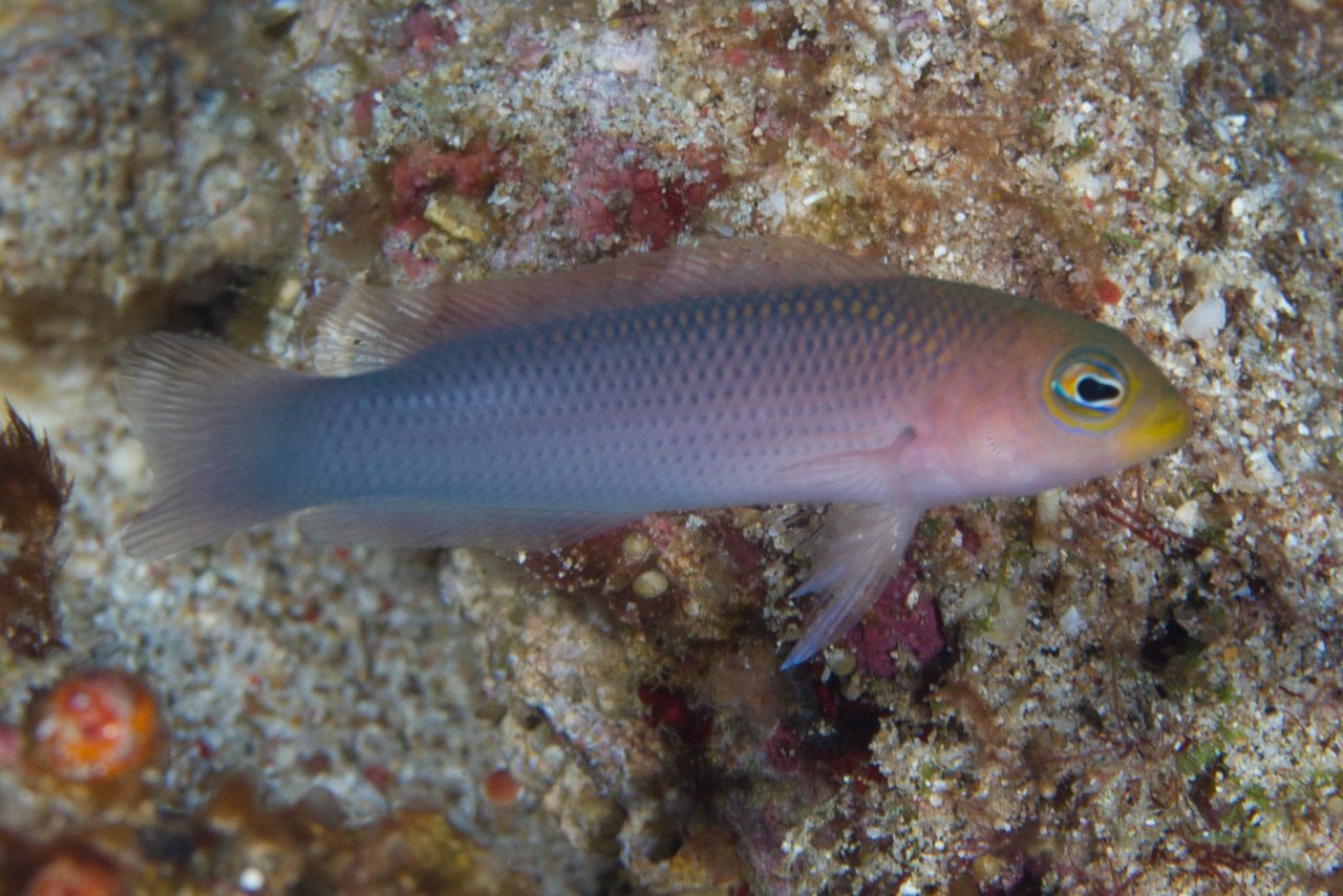 Golden Dottyback