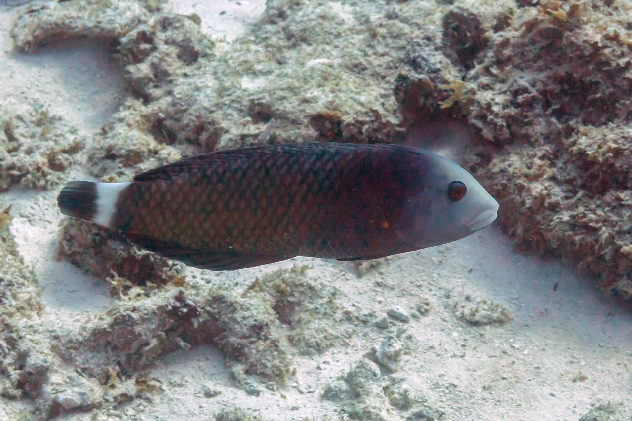 Dragon Wrasse