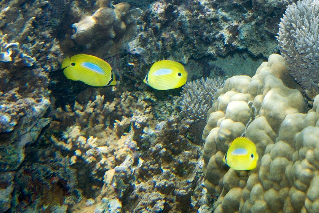 Blueblotch Butterflyfish