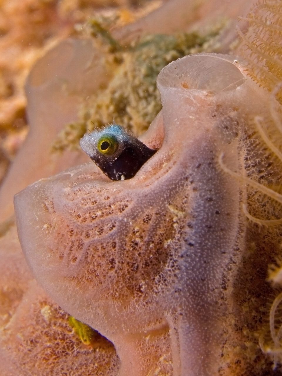 Barnacle Blenny