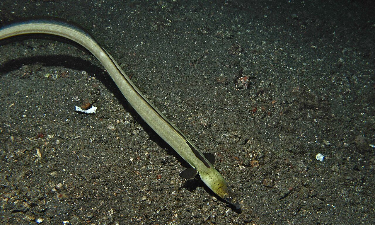 Highfin Snake Eel