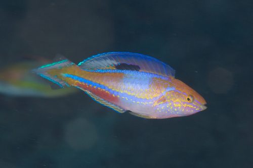 Pintail Fairy Wrasse