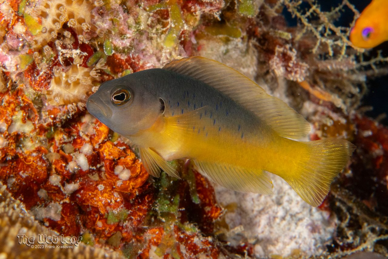 Five-Toothed Dottyback