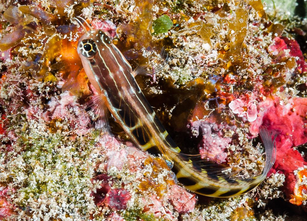 Linear Blenny