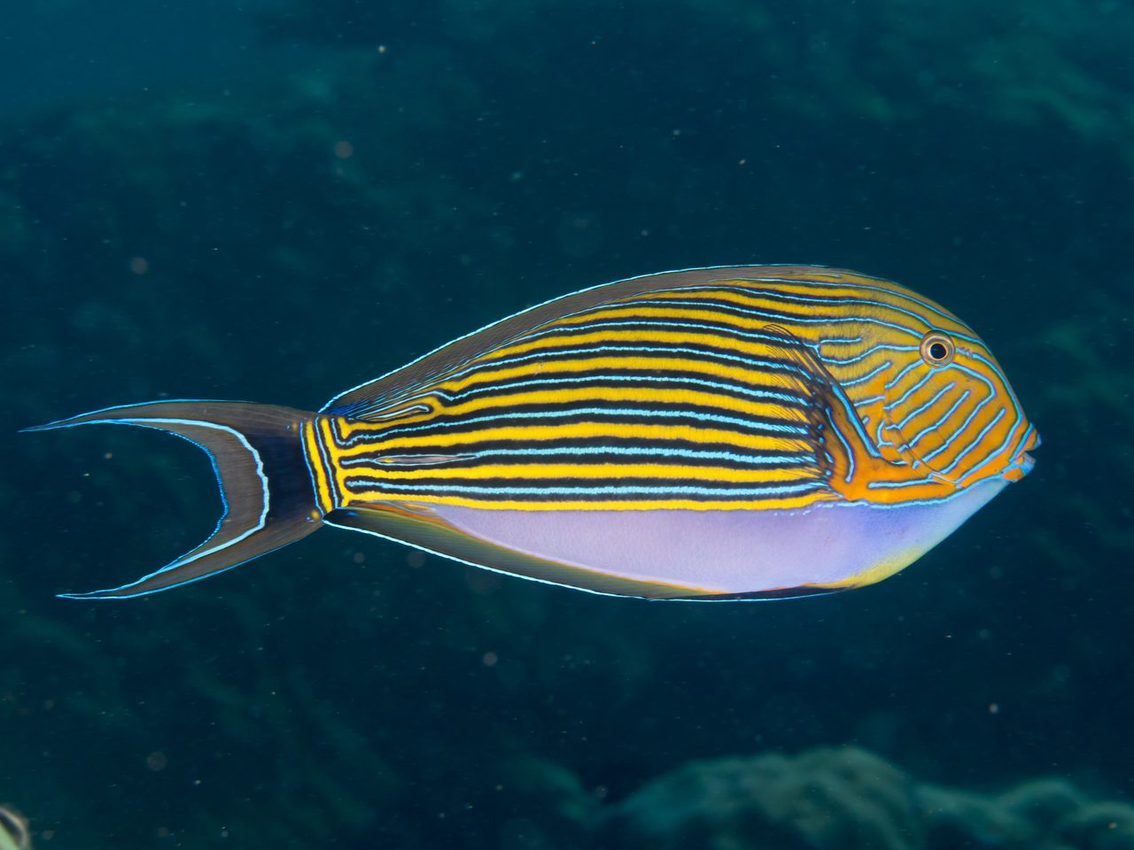 Lined Surgeonfish