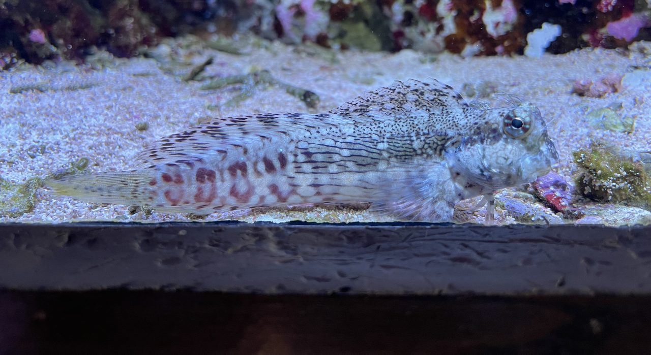 Lawnmower Blenny