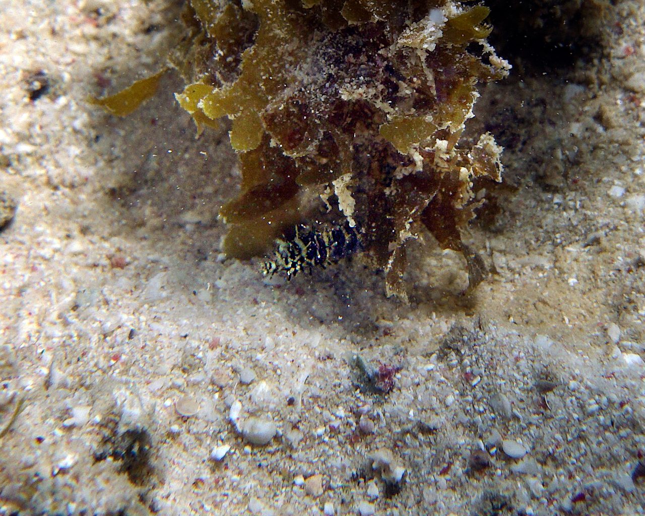 Glittering Pipefish