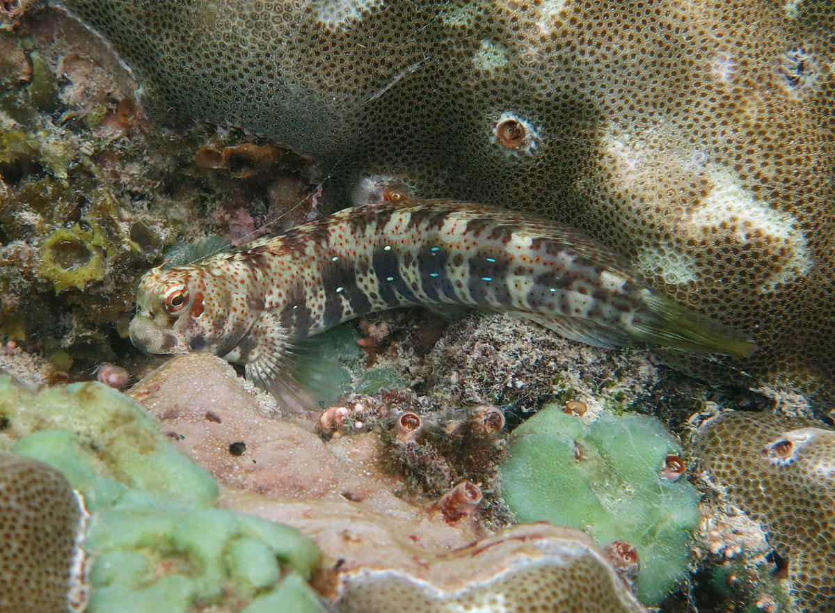 Blue-Spotted Blenny