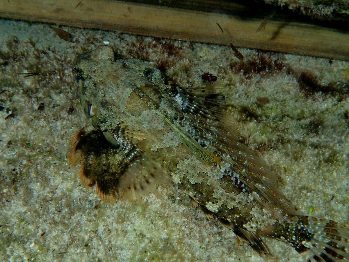 Red-Banded Dragonet