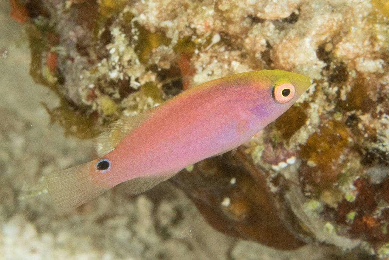 Tonozuka's Fairy Wrasse