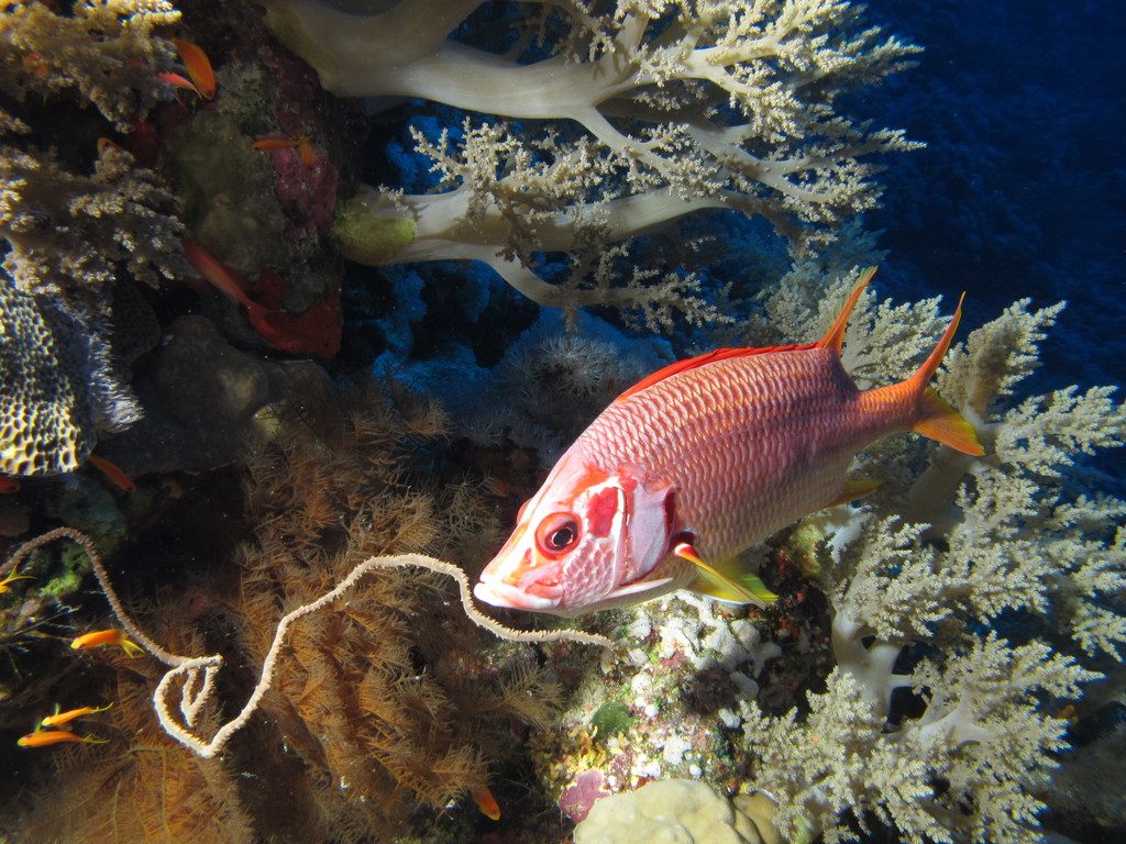 Long-jawed Squirrelfish