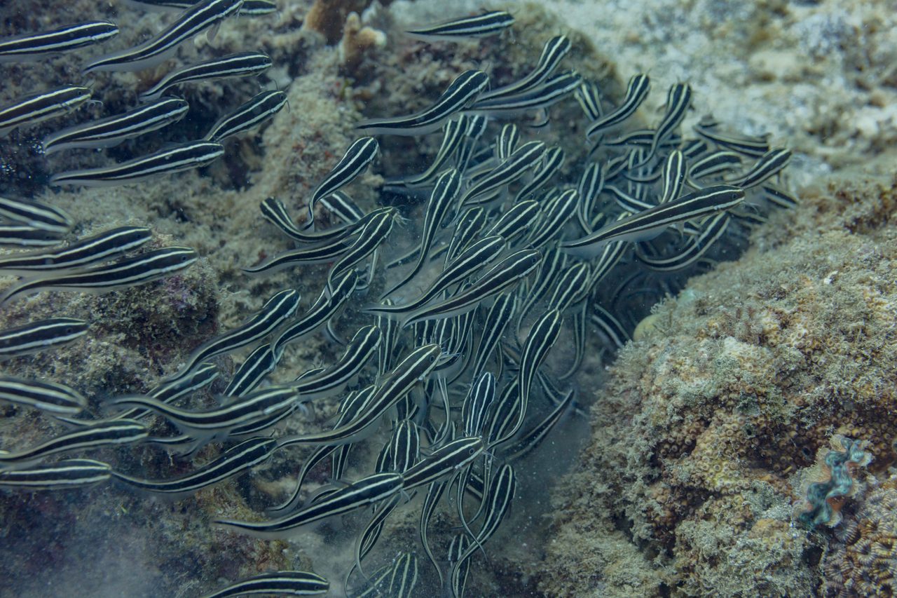Marine Catfish