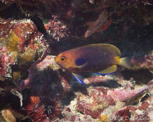 Whitetail Pygmy Angelfish