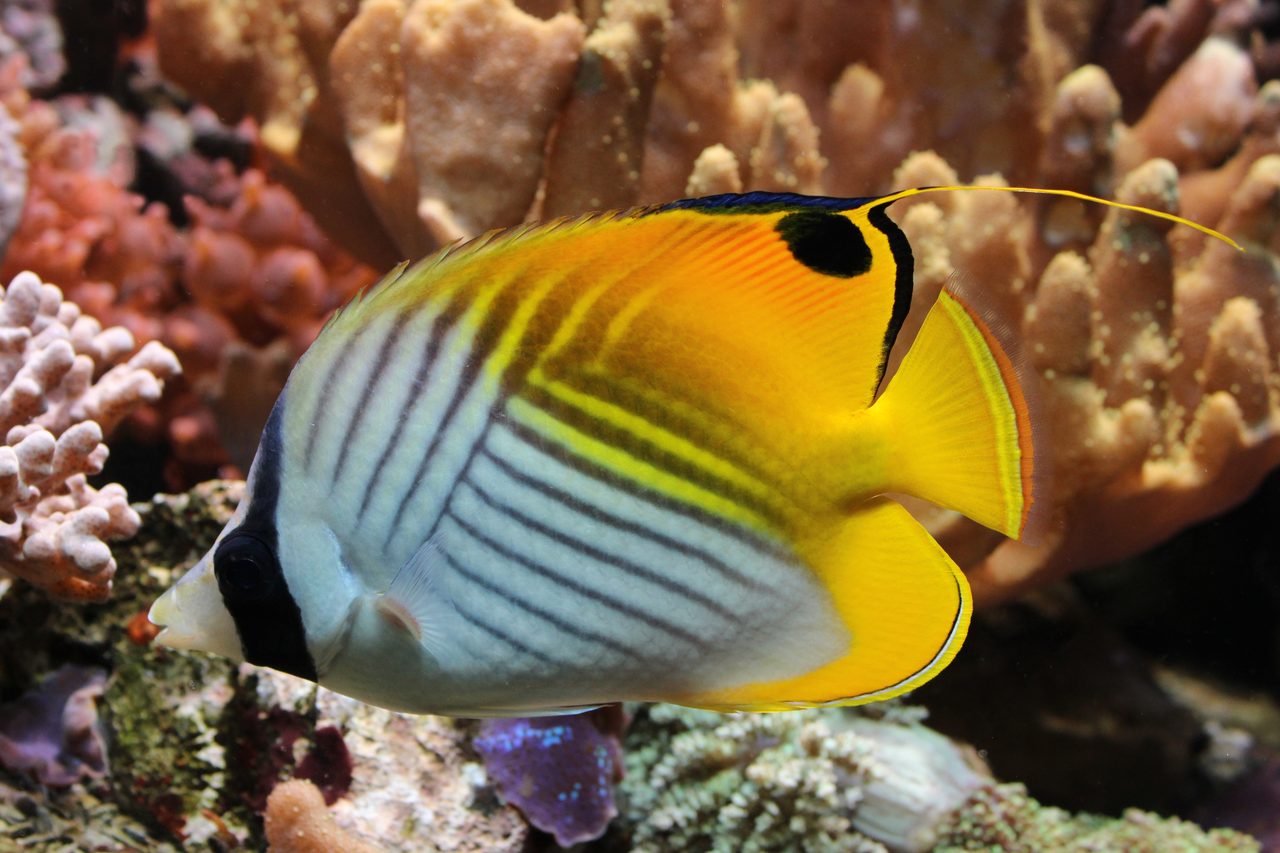 Threadfin Butterflyfish