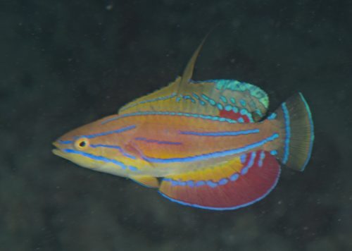 McCosker's Flasher Wrasse