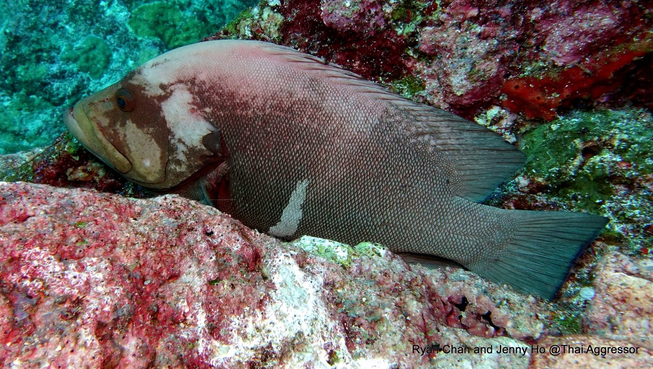 Redmouth Grouper