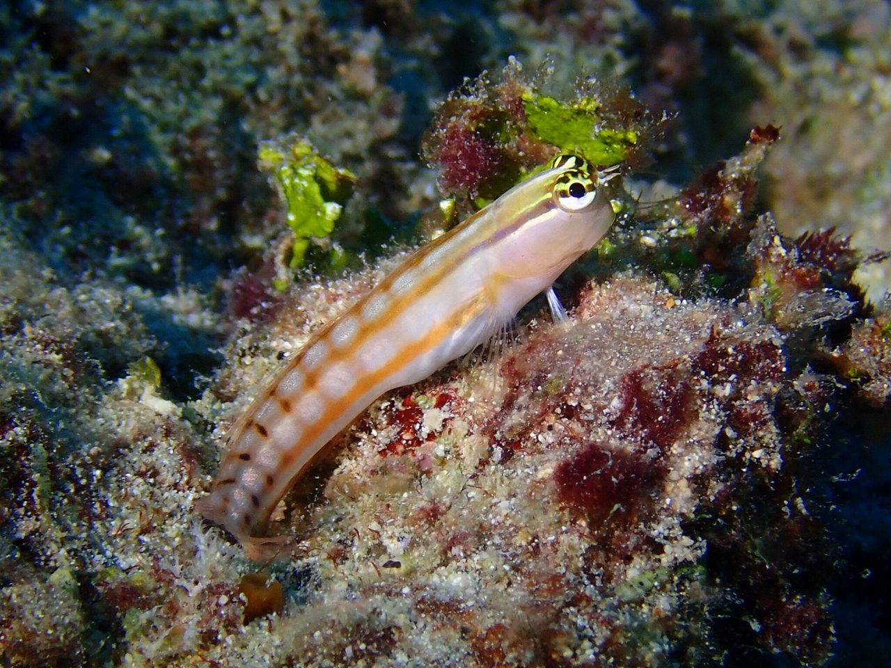Comical Blenny