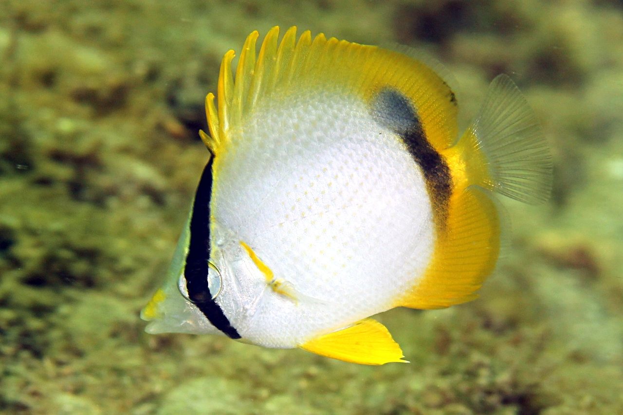 Spotfin Butterflyfish