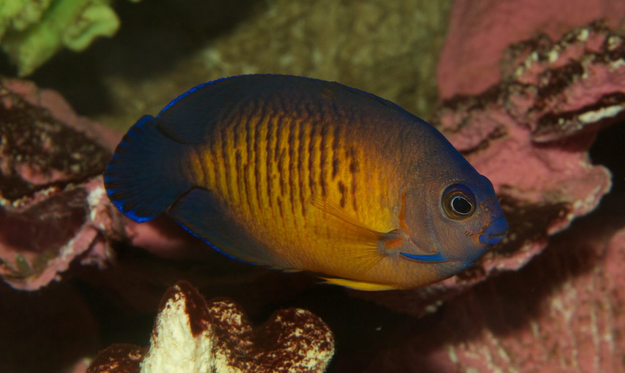 Many-Spined Angelfish