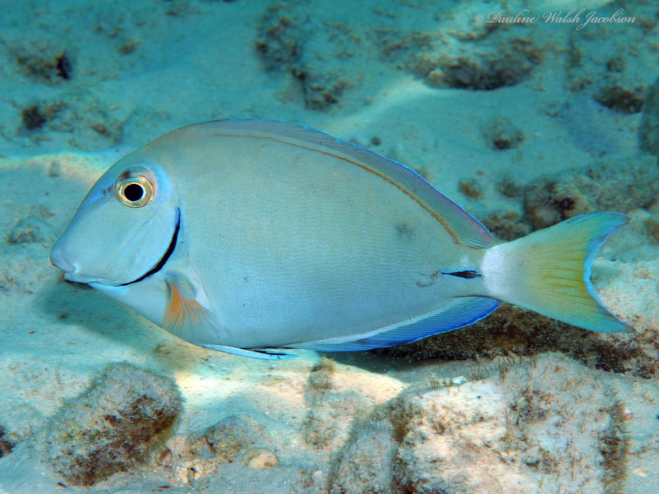 Caribean Ocean Surgeonfish