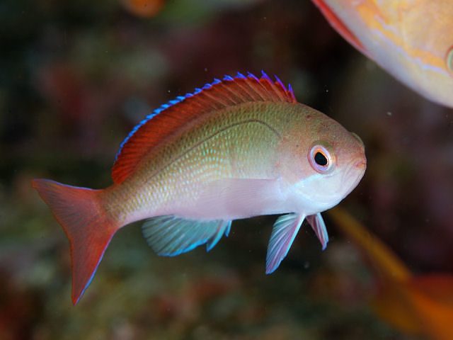 Cooper's Fairy Basslet