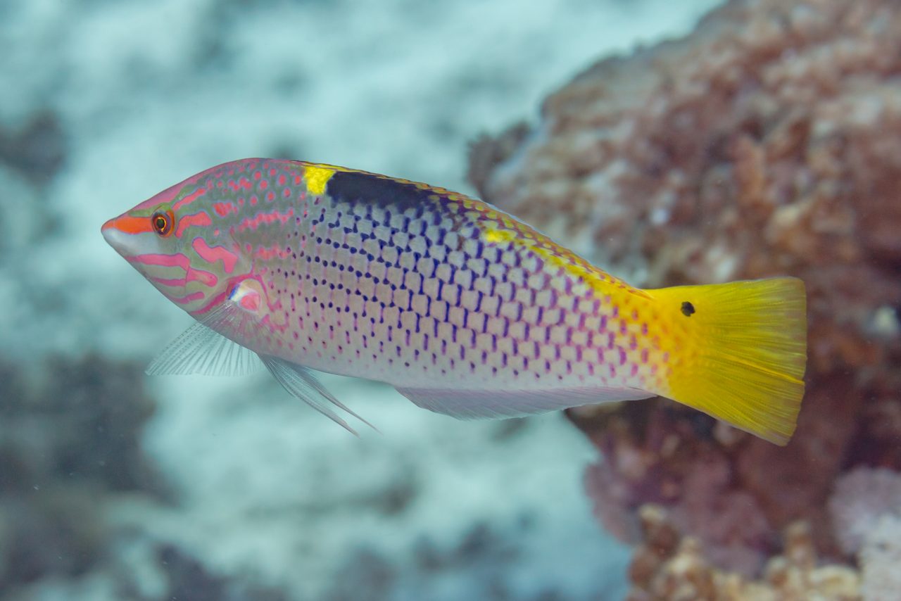 Checkerboard Wrasse