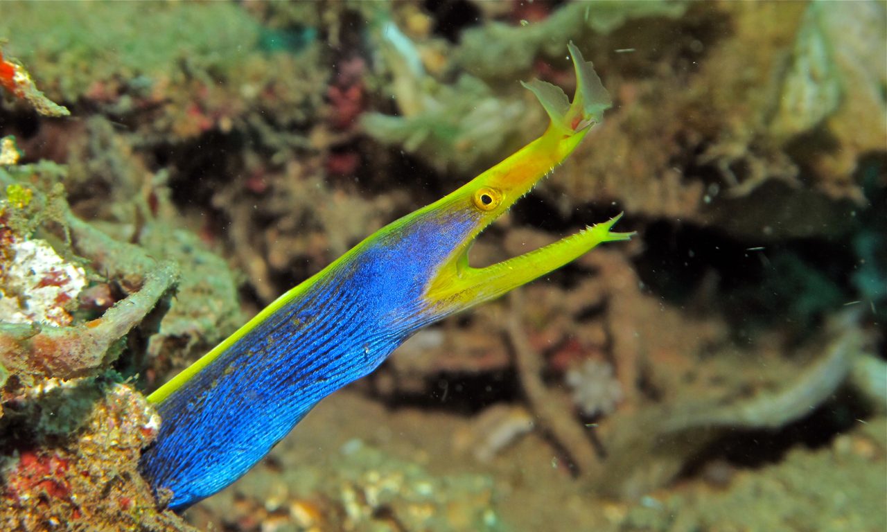 Black Ribbon Eel EXPERT ONLY