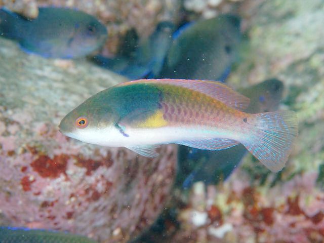 Yellow-Flanked Fairy Wrasse