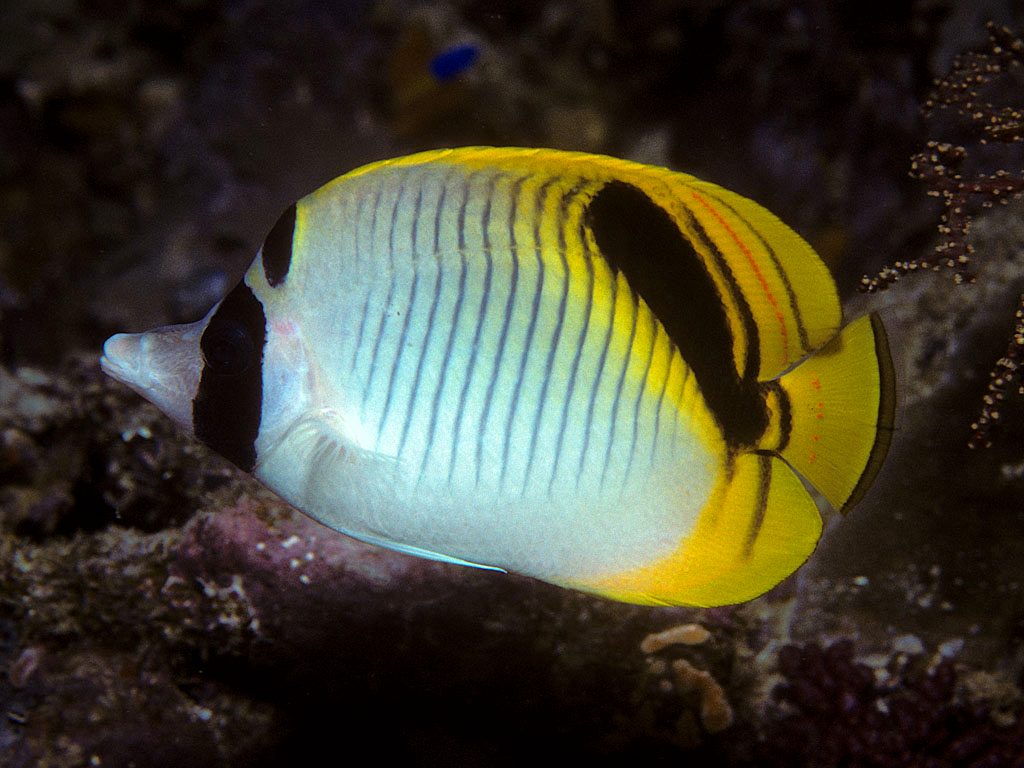 Spot-Nape Butterflyfish