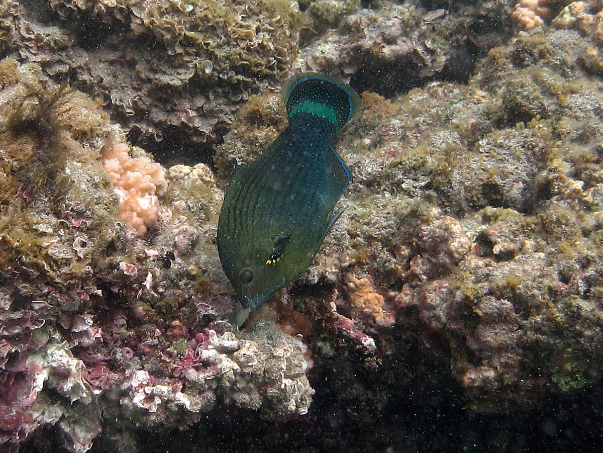 Dusky Wrasse