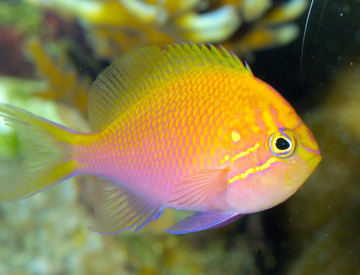 Hawkfish Basslet