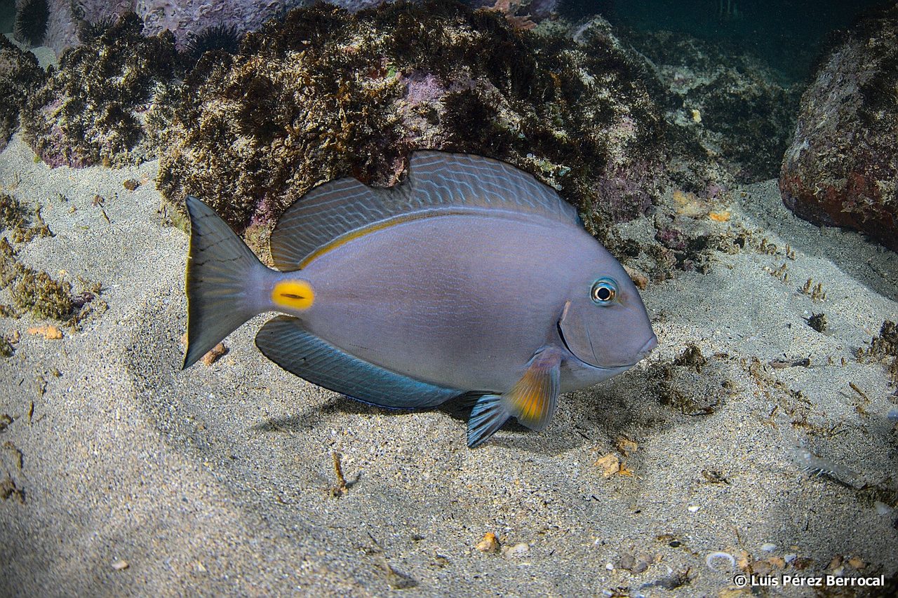 Monrovia Doctorfish